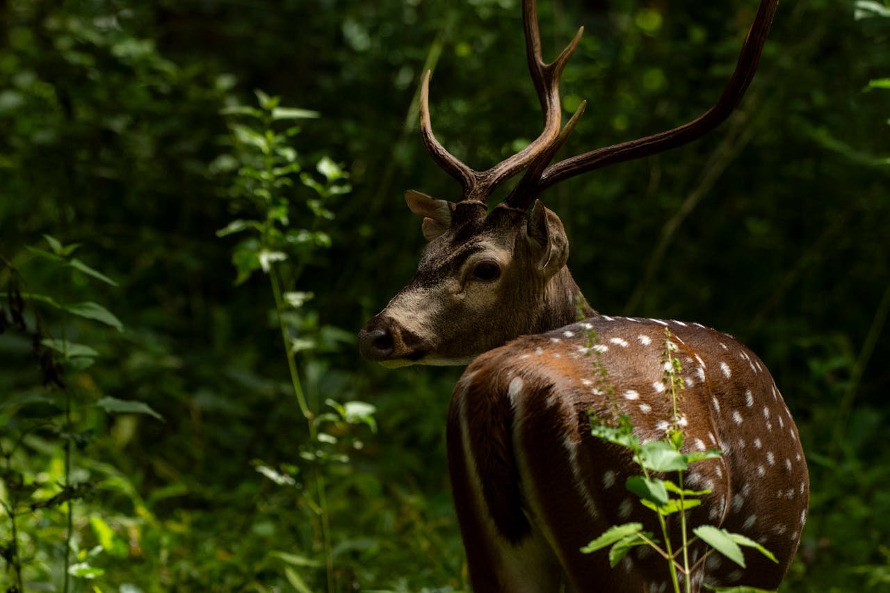 The Wildlife