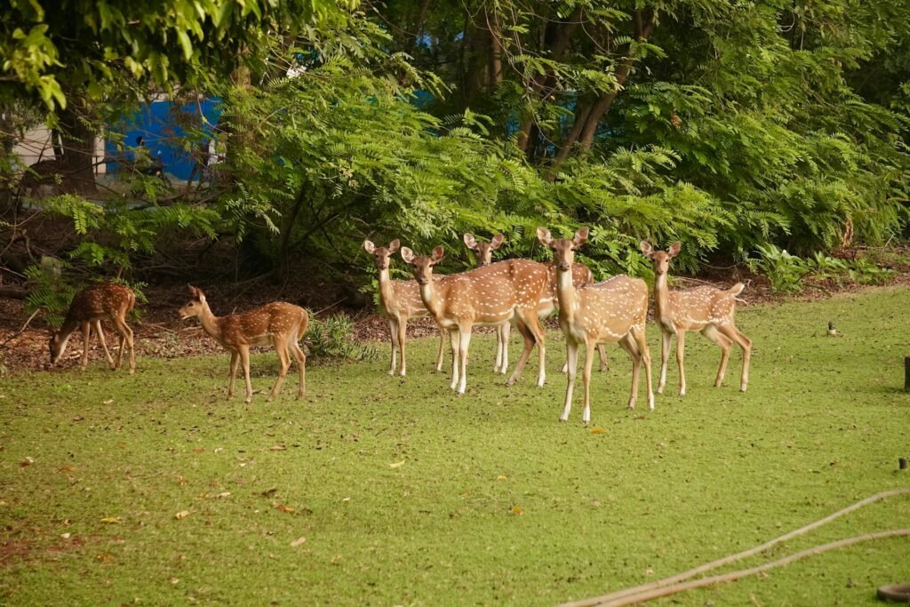 Nature & Wildlife