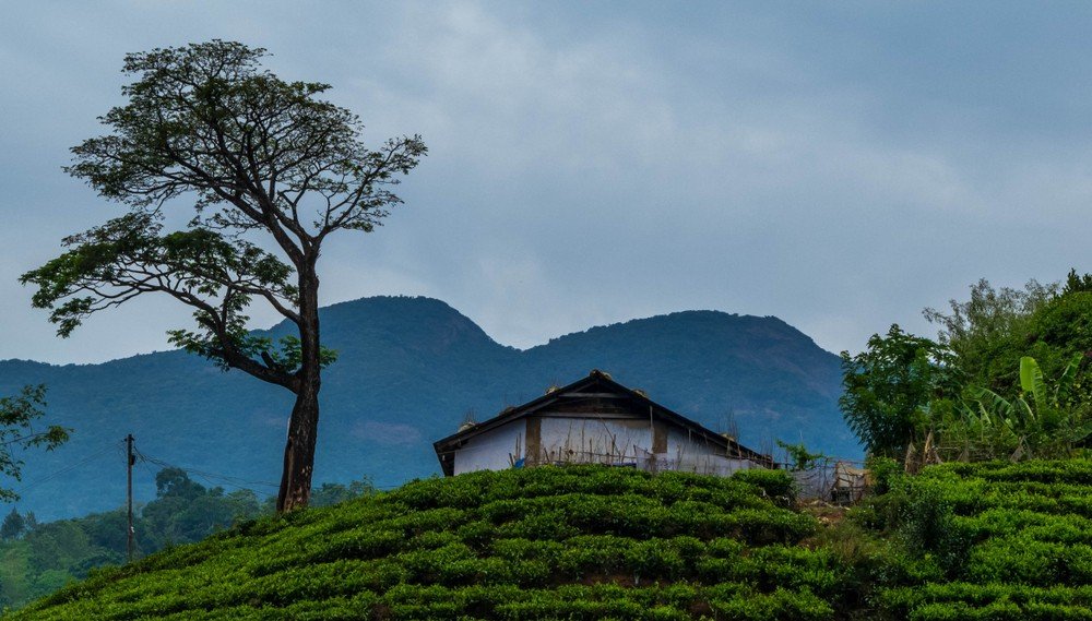 Why Wayanad?