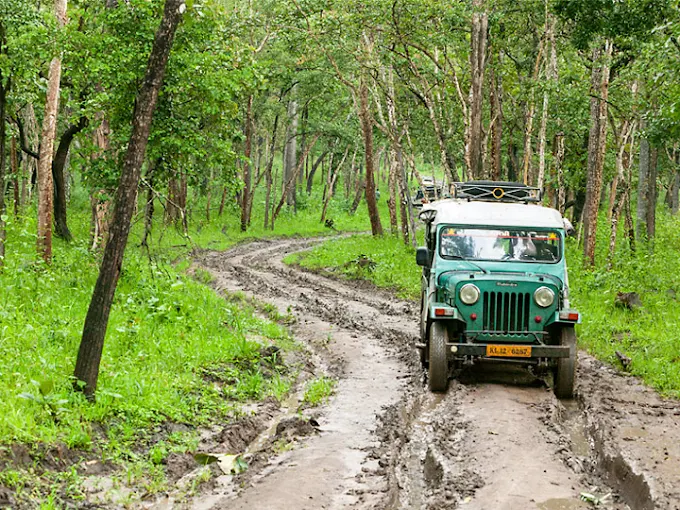 Wayanad Wildlife Sanctuary